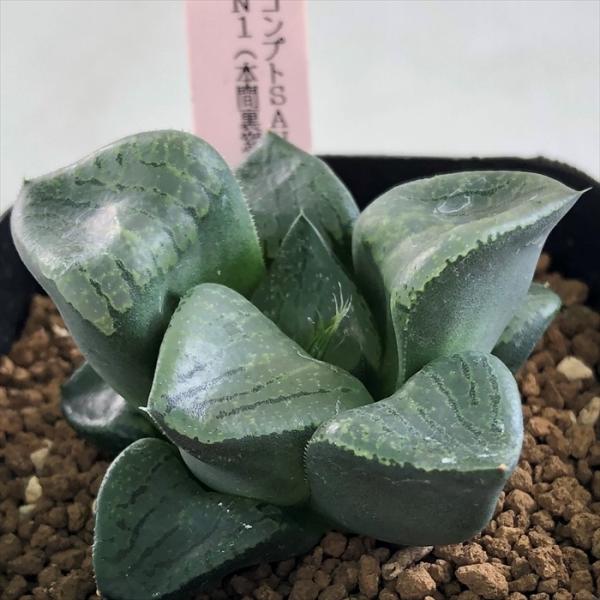 多肉植物 niハオルチア 酒井ブルーコンプトSAN6×本間般若N1