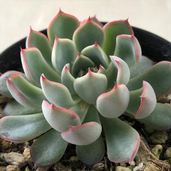 ザラゴーサエッジ×ミニマ 実生苗 多肉植物 エケベリア エケベリア『ザラゴーサエッジ』の育成日記 | ぐらたに