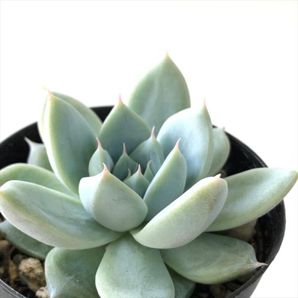 多肉植物 Swkエケベリア クリスタルランド 多肉植物 エケベリア 7 5cmポット Z フラワーネット日本花キ流通 通販 Yahoo ショッピング