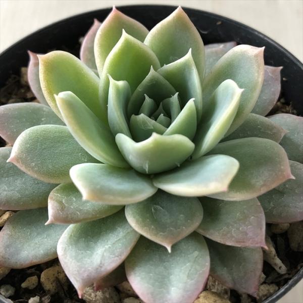 日本花キ流通 多肉植物 skエケベリア セプテンバーモーン 多肉植物