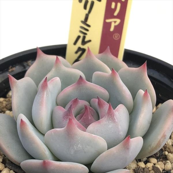 多肉植物 oriミックスベリア No.005 ストロベリーミルククラウン 多肉植物 oriミックスベリア No.005 ストロベリーミルククラウン