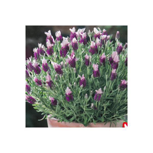 ラベンダー 苗の人気商品 通販 価格比較 価格 Com