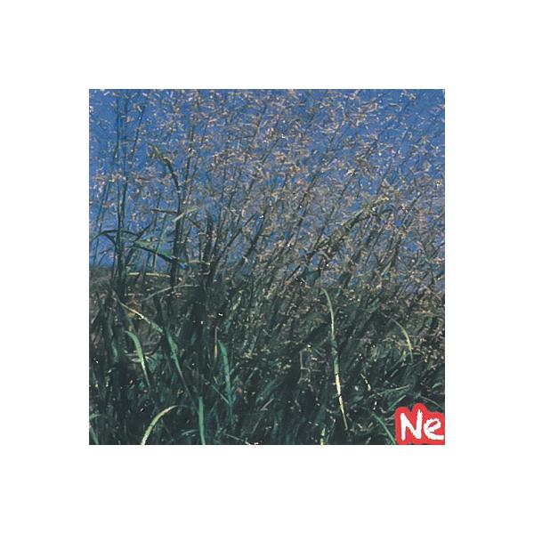 予約販売 宿根草の咲く庭 パニカム チョコラータ 宿根草苗 9cmロングポット ガーデニング 多年草 4月下旬以降発送 Z フラワーネット日本花キ流通 通販 Yahoo ショッピング