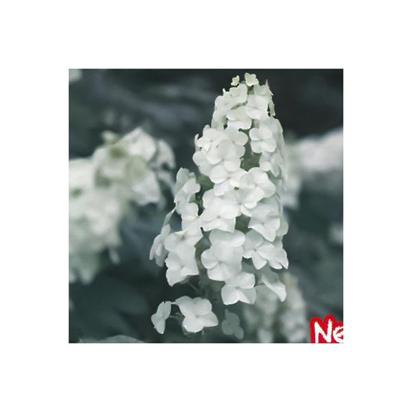 苗 カシワバアジサイの人気商品 通販 価格比較 価格 Com