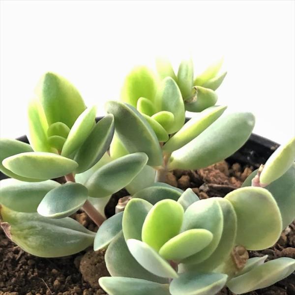日本花キ流通 多肉植物 hmクラッスラ しじみ蝶錦 多肉植物 クラッスラ