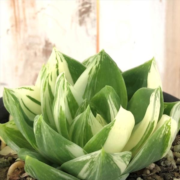 多肉植物 Caハオルチア シンビフォルミス 花時計 多肉植物 ハオルチア 1126 03 現品販売 10 5cmポット Z フラワーネット日本花キ流通 通販 Yahoo ショッピング