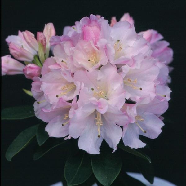 \̔ VNiQ P 5 Jԗ\芔 mVNiQ ႭȂ Γ ԕc  Ԗ toy 11{ȍ~