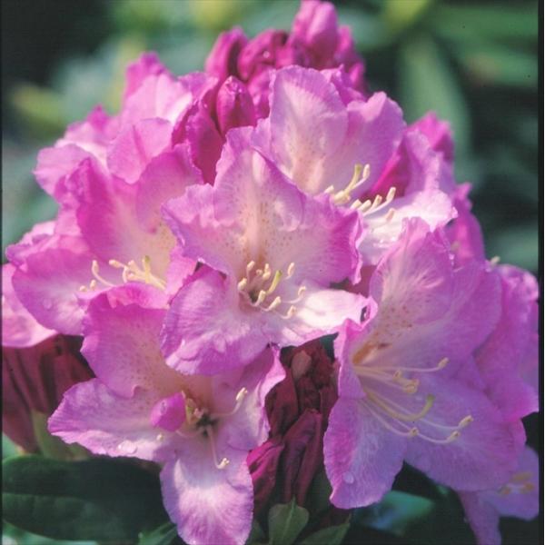flower-net_z201204026