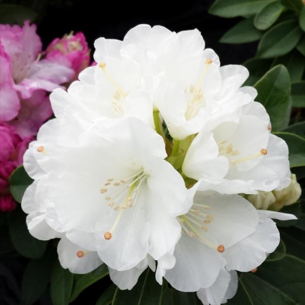 \̔ VNiQ  5 Jԗ\芔 mVNiQ ႭȂ Γ ԕc  Ԗ toy 11{ȍ~