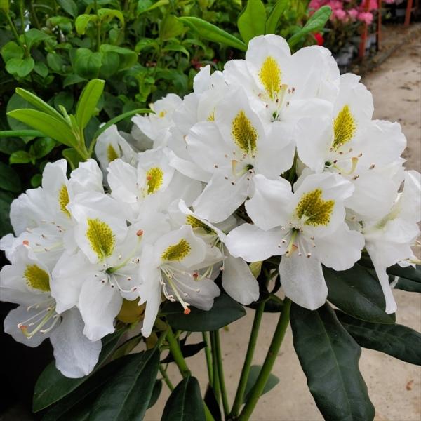 \̔ VNiQ }_ }b\ 5 Jԗ\芔 mVNiQ ႭȂ Γ ԕc  Ԗ toy 11{ȍ~