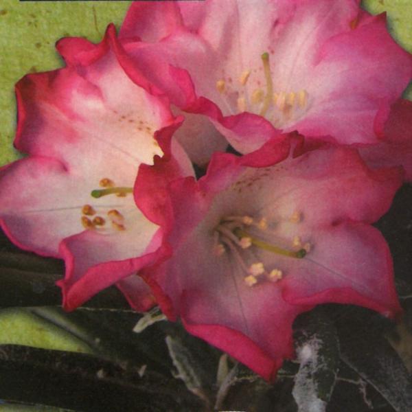 \̔ {VNiQ d 5 Jԗ\芔 ႭȂ Γ ԕc  Ԗ toy 11{ȍ~