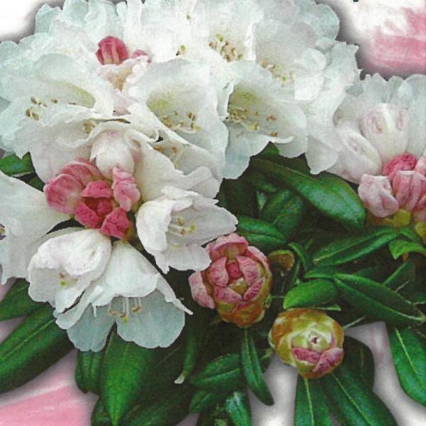 日本花キ流通 予約販売 日本シャクナゲ 屋久島シャクナゲ 5号鉢 開花