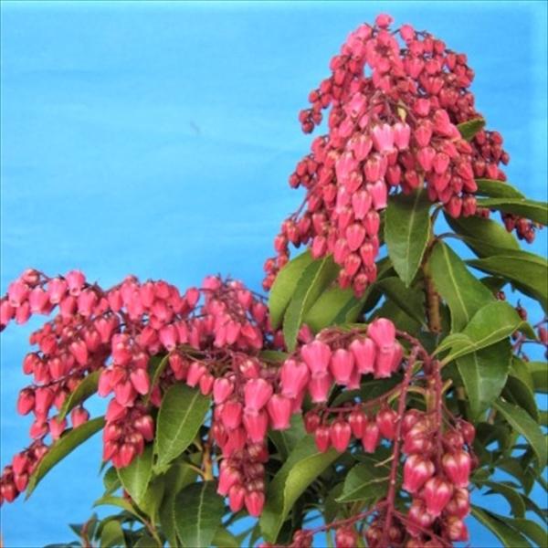 \̔ AZr o[ o^C 9cm|bg Jԗ\芔  n ԕc  Ԗ toy 11{ȍ~