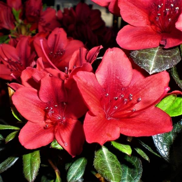 \̔ MccW 9cm|bg Jԗ\芔 JtlccW NccW  ԕc  Ԗ toy 11{ȍ~