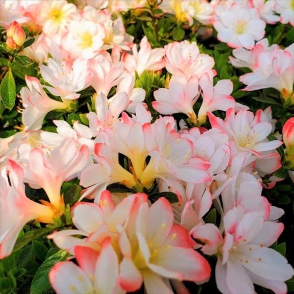 \̔ văccW Wi 9cm|bg Jԗ\芔 NccW  ԕc  Ԗ toy 11{ȍ~