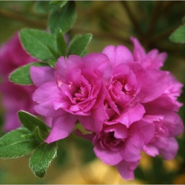 \̔ [RccW d 9cm|bg Jԗ\芔 ̂ ~}LV}ccW  ԕc  Ԗ toy 11{ȍ~