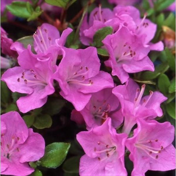 ミヤマキリシマツツジ【現品発送】管理70663 楽天市場】ツツジ 苗 クルメツツジ 【深山霧島 (ミヤマキリシマ) 】 4