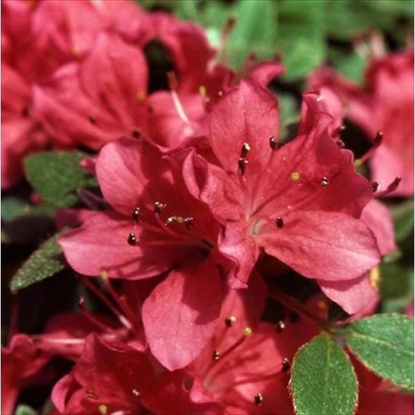 日本花キ流通 予約販売 深山霧島ツツジ 紅雀 9cmポット 開花予定株