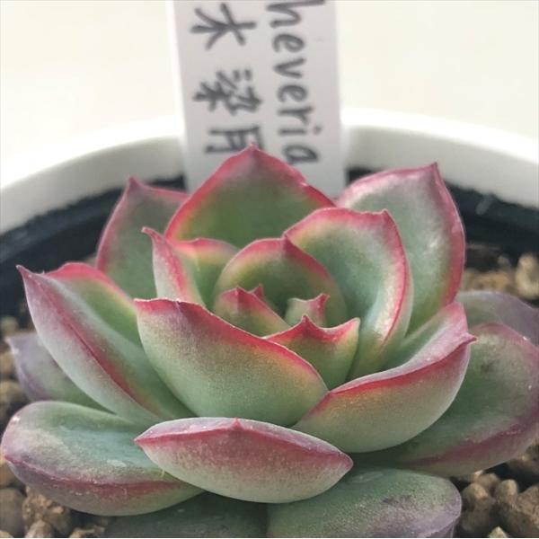 春秋 優木園 ) 多肉植物 エケベリア おらいさん苗 ミックス
