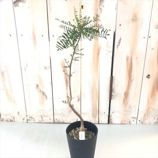 ブルセラ・ミクロフィラ　実生 日本花キ流通 多肉植物 caブルセラ ミクロフィラ 実生 1214-032