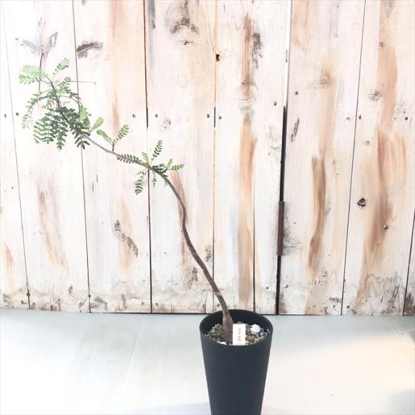 日本花キ流通 多肉植物 caブルセラ ミクロフィラ 実生 1214-033