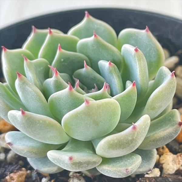 日本花キ流通 多肉植物 skエケベリア 沙羅姫牡丹 エケベリア 7.5 日本花キ流通 多肉植物 skエケベリア 沙羅姫牡丹 エケベリア 7.5