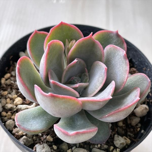 日本花キ流通 多肉植物 skエケベリア ライラックスノー 多肉植物