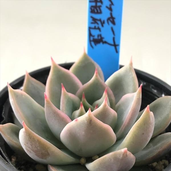 多肉植物 oriエケベリア デレッセーナ×相府蓮 おらいさん苗エケベリア