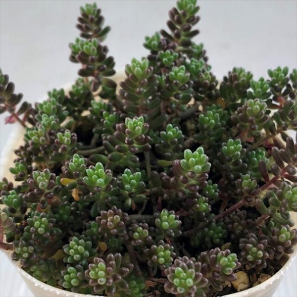 エケベリア・セダム hgcpdmiracle セダムの販売は多肉永遠,セダムの通販,セダムの増やし方,セダム