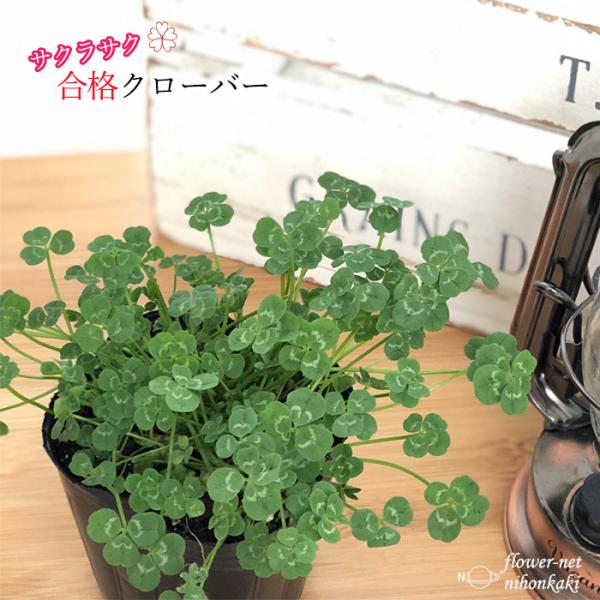 flower-net_z201224001