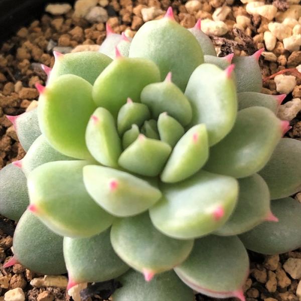 日本花キ流通 多肉植物 hmエケベリア ラストコンサート 多肉植物