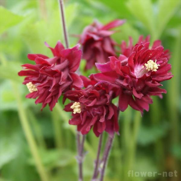 \̔ mI_}L c ALMA o[V[Y {h[o[ 9cm|bg N K[fjO ԕc hc atm 11{ȍ~