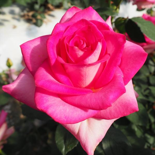 flower-net_z210111011