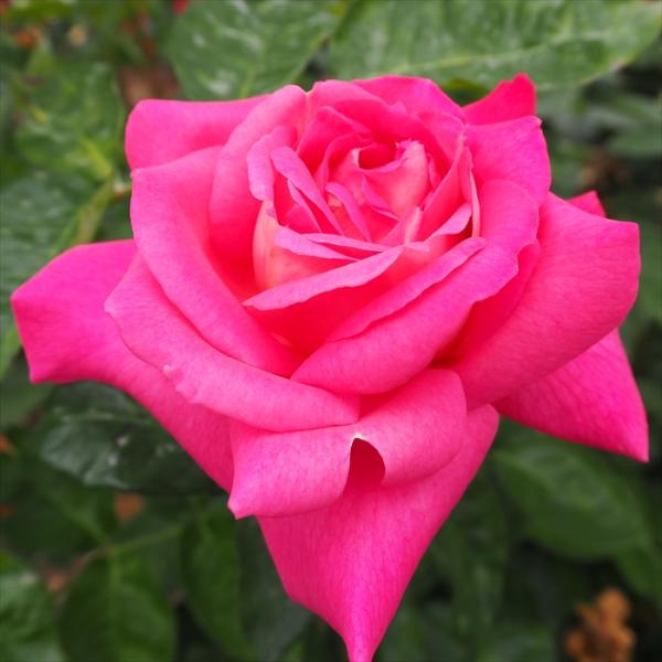 薔薇　バラ苗　入手困難　接木　新苗　CHARLOTTE PERR**** バラクーダ バラ苗 接木新苗 4号ポット 薔薇 苗 入手困難 ラスト1苗