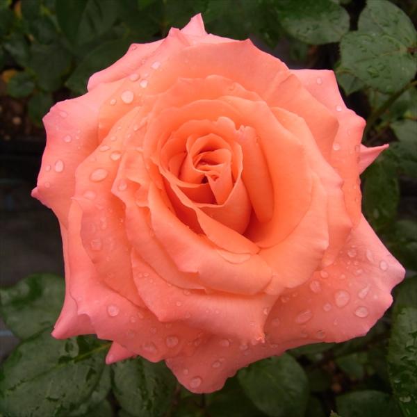 flower-net_z210111204