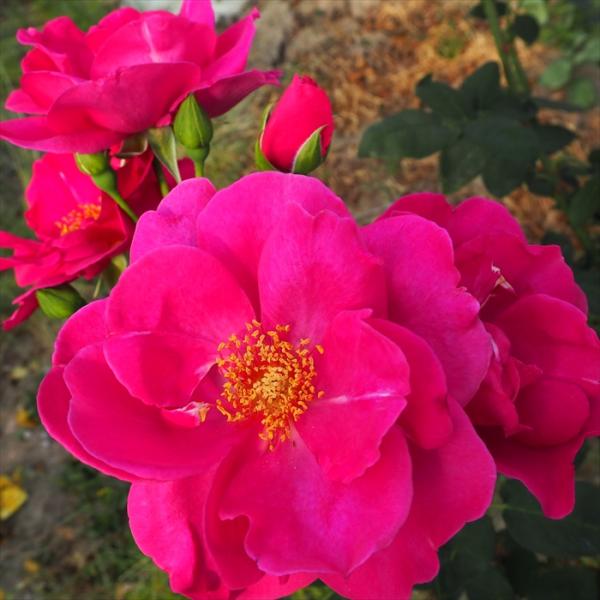 超希少 バラ中苗 切花 大輪 春に花が15日以上咲き続ける 連続開花 色変わり 日本花キ流通 【まもなく締め切り】予約販売 バラ 苗 新苗 中輪