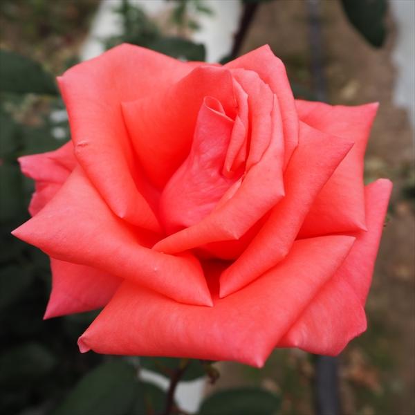 日本花キ流通 予約販売 バラ 苗 バラ 新苗 大輪 ハーモニー 木立性