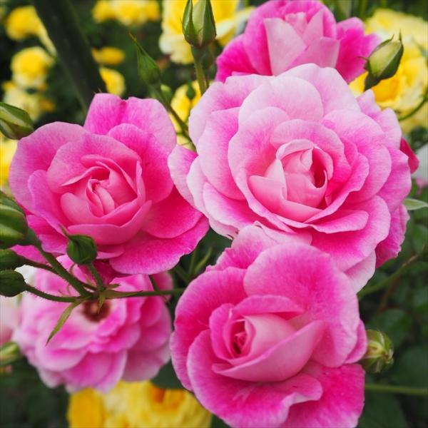 日本花キ流通 予約販売 バラ 苗 バラ 新苗 中輪 ピンクアイスバーグ