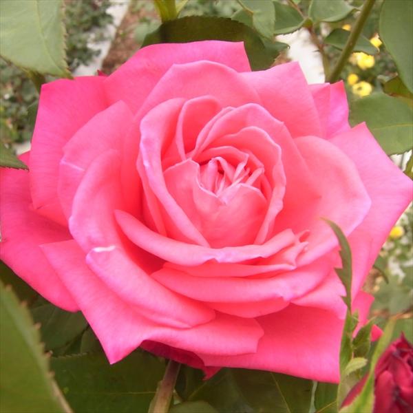 プライズ品　バラ売り flower-net_z210111221