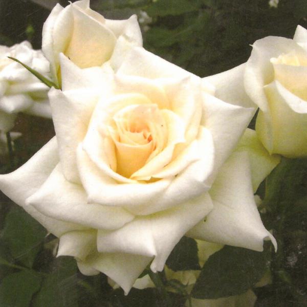 予約販売 バラ苗 バラ新苗 ブライダル ホワイト （白妙） 木立性 四季咲き 中輪 薔薇 ばら 白 tros 4月中旬以降発送