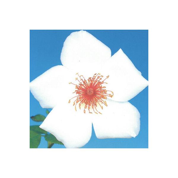 予約販売 バラ苗 バラ新苗 ホワイト ウィングス 木立性 四季咲き 大輪 薔薇 ばら 白 tros 4月中旬以降発送