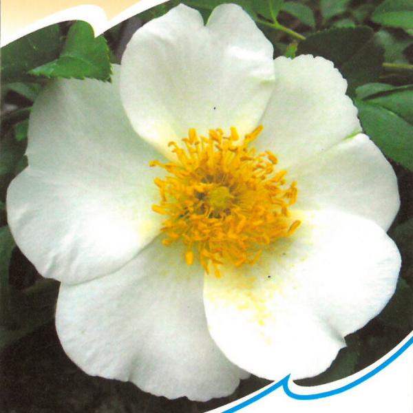 flower-net_z210111316