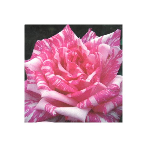 【商品説明】ローズピンクに白のコントラストがハッキリした絞り模様の剣弁高芯咲き。数輪の房になって咲くこともあり、花付き・花持ちに優れ、絞りの入り具合も安定している。‘コロンビア（Columbia）’というバラから、切りバラ栽培される過程で枝...