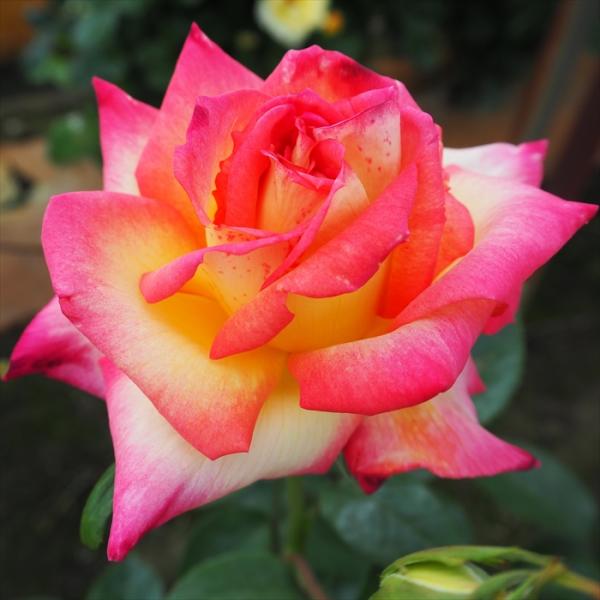 flower-net_z210111350