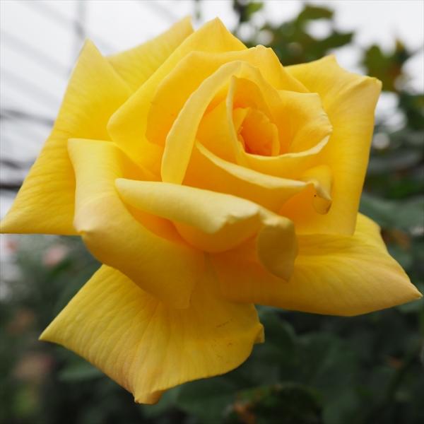 薔薇　3号 flower-net_z210111351