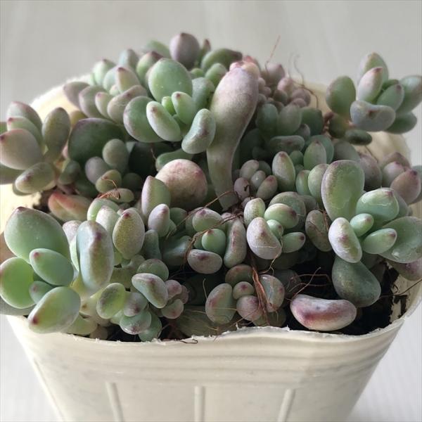 ■特徴春秋型種10℃〜25℃の過ごしやすい季節によく生長し、暑すぎたり、寒すぎる時期は休眠してしまいます。生長期：2月〜6月・9月〜11月休眠期：7月〜8月・11月〜1月■日当たり・置き場所1春・秋は日当たりがよく、雨が当たらない風通しの良...