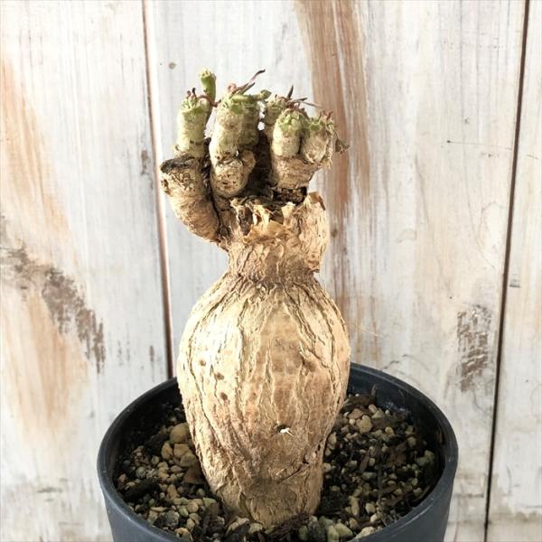 観葉植物 コーデックス 3号の人気商品 通販 価格比較 価格 Com