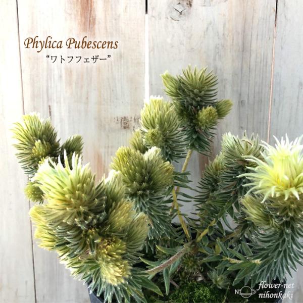 フィリカ プベッセンス ワフトフェザー 珍しい 花木 5号鉢 鉢植え 庭木 Z フラワーネット日本花キ流通 通販 Yahoo ショッピング