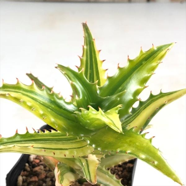 多肉植物 斑入りの通販 価格比較 価格 Com