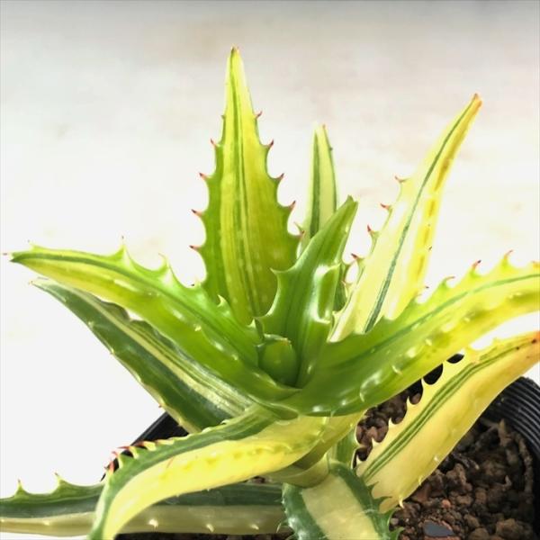 多肉植物 斑入りの通販 価格比較 価格 Com